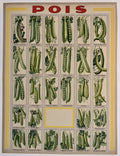 French stone Lithography. Titled  « Pois » Circa 1919