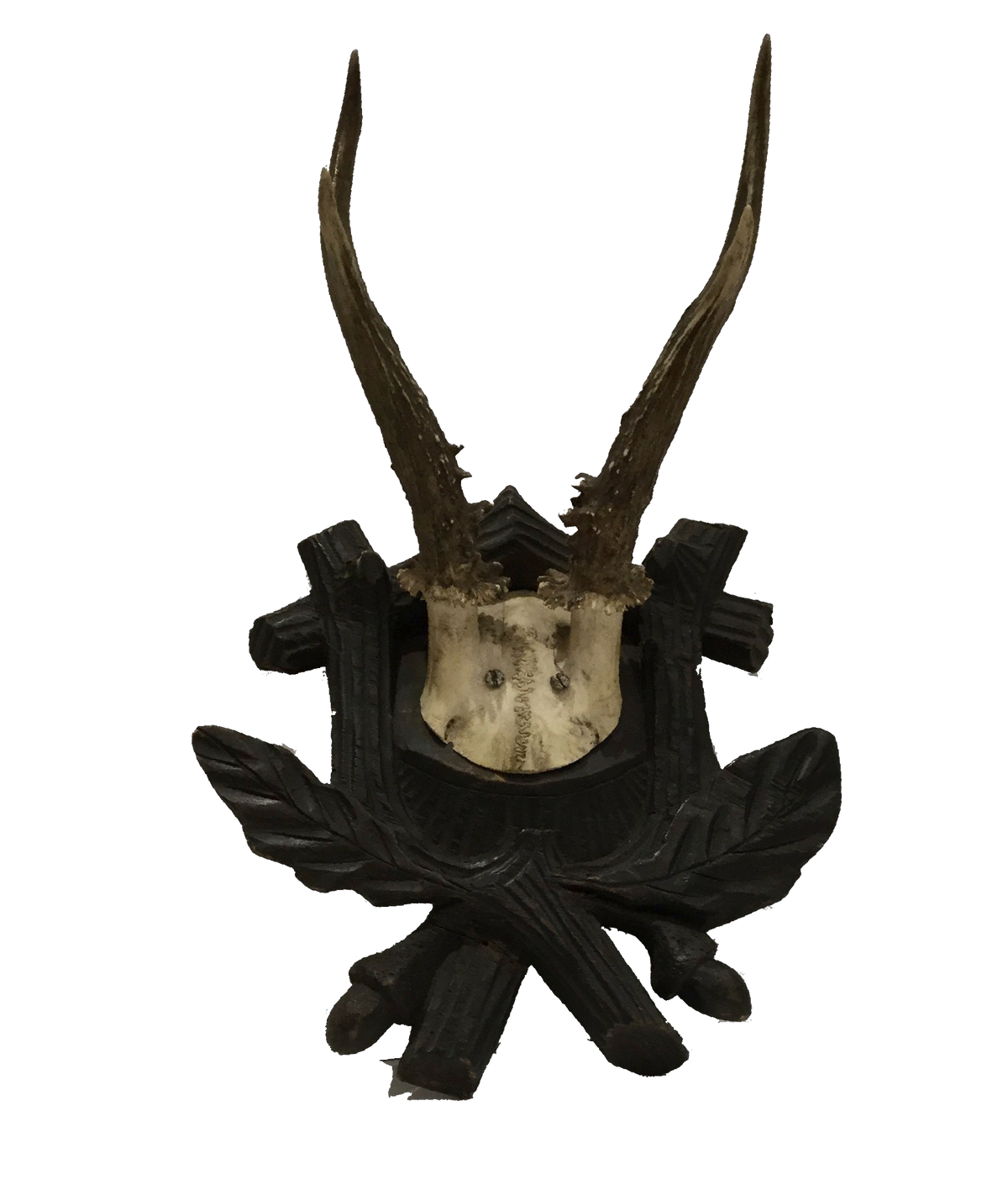 Hunting Trophy "Black Forest"