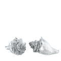 Salt & Pepper Shell