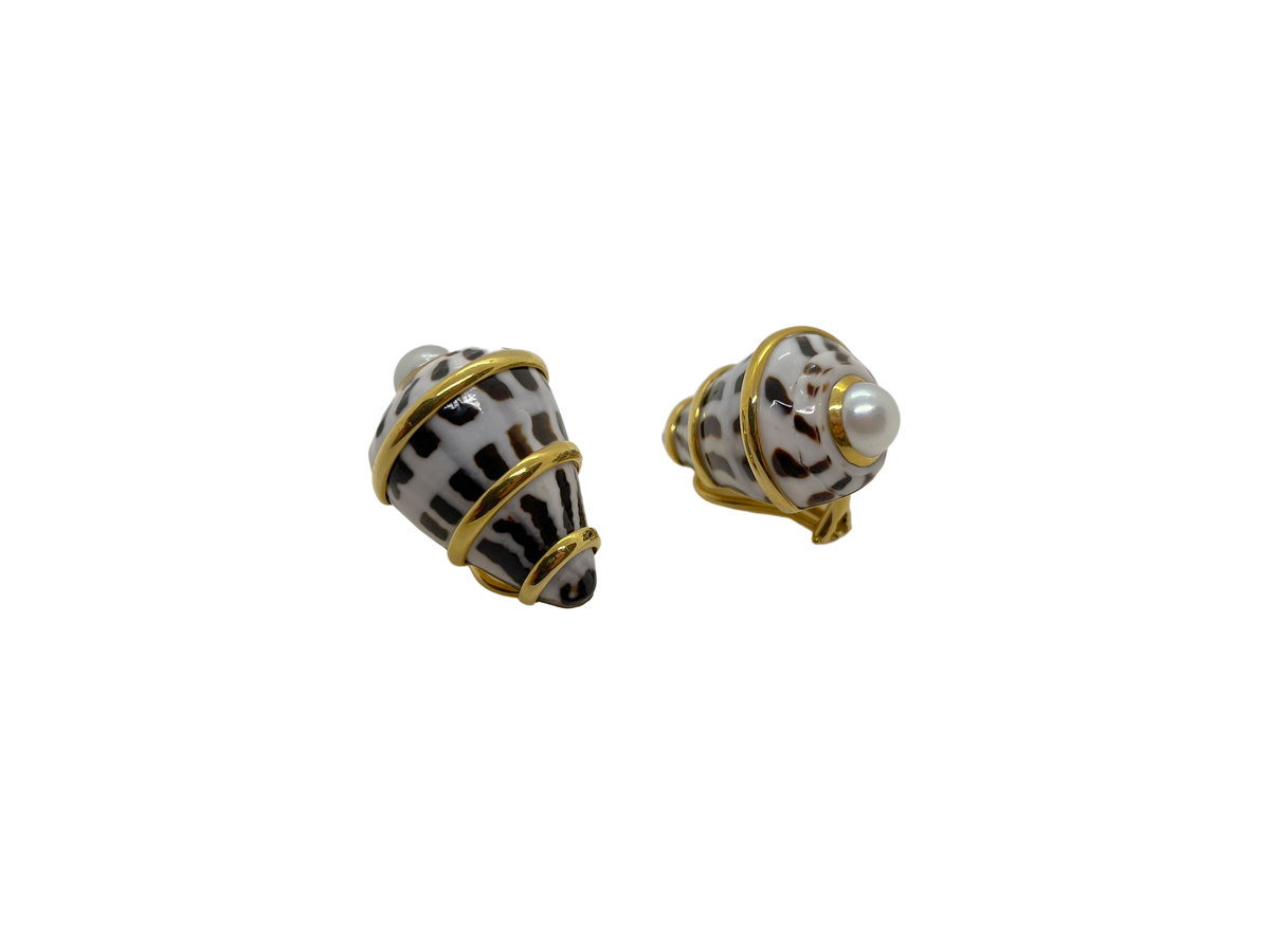 Conus Ebraeus  shell Earrings